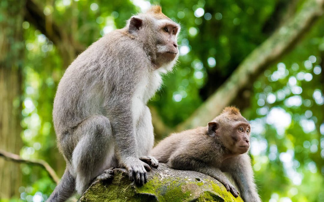 Monkey Forest